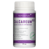 Calcareum